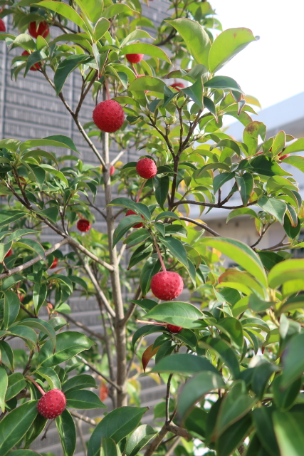 ファイル 8205-1.jpg