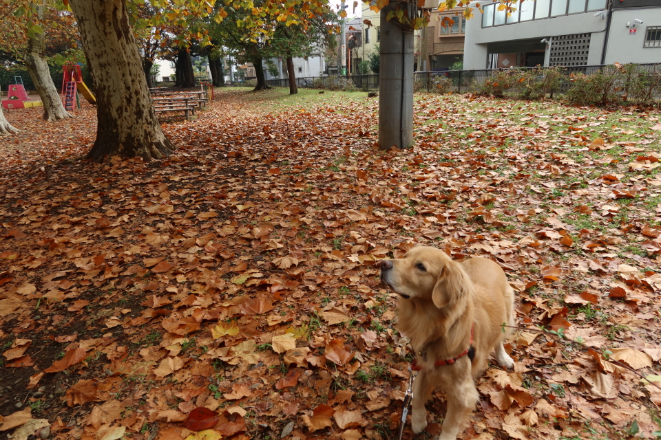 ファイル 8207-1.jpg