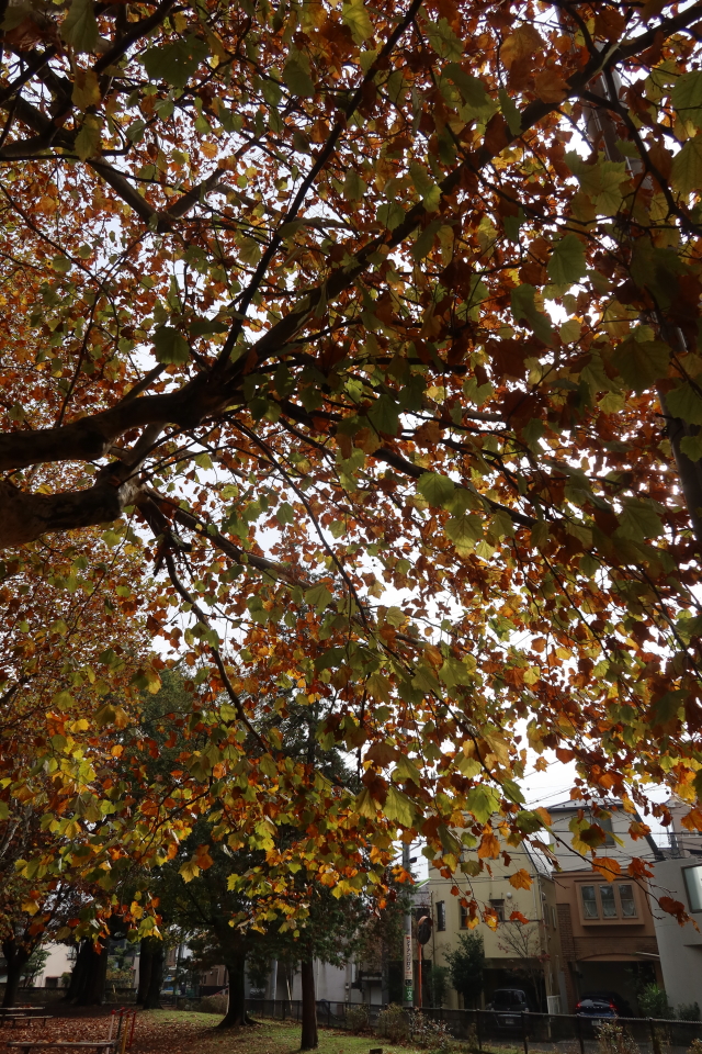 ファイル 8207-2.jpg