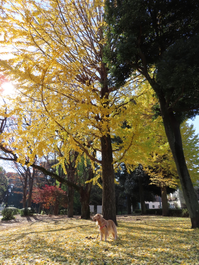 ファイル 8216-1.jpg