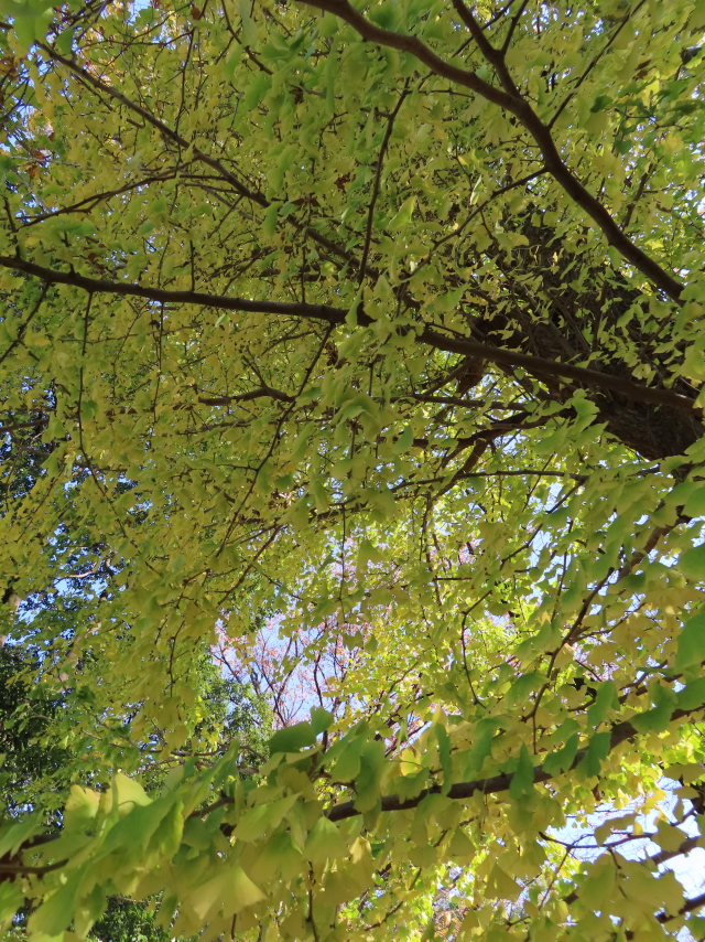 ファイル 8217-4.jpg