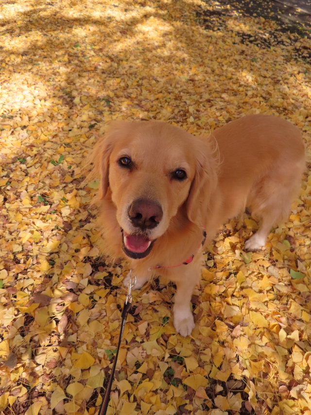 ファイル 8217-5.jpg