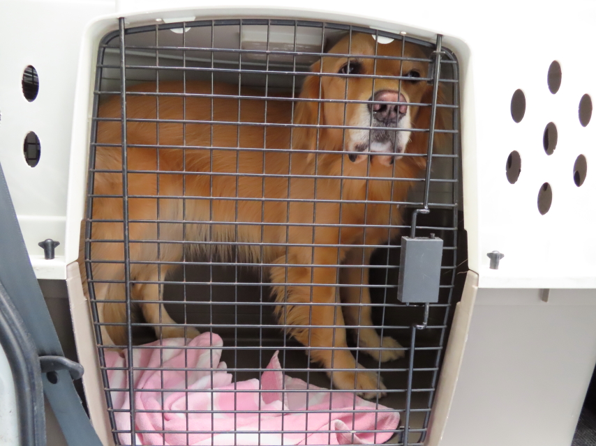 ファイル 8219-1.jpg