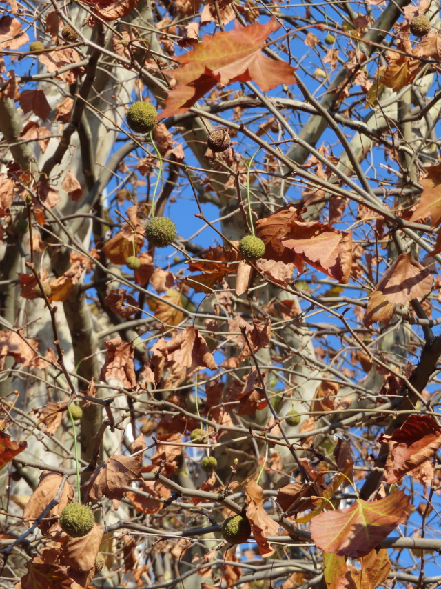 ファイル 8220-1.jpg