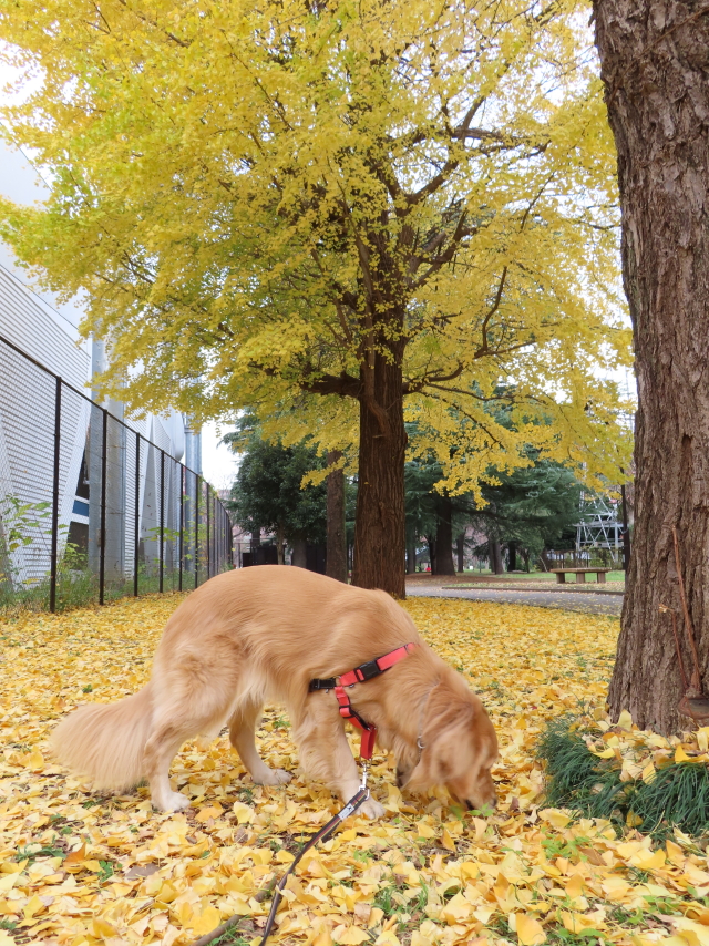 ファイル 8221-2.jpg