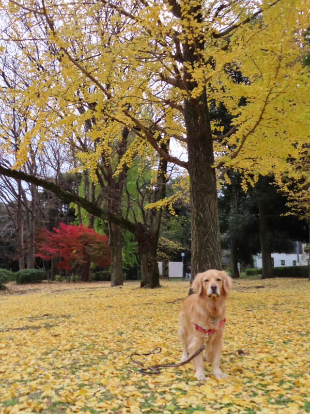 ファイル 8221-4.jpg