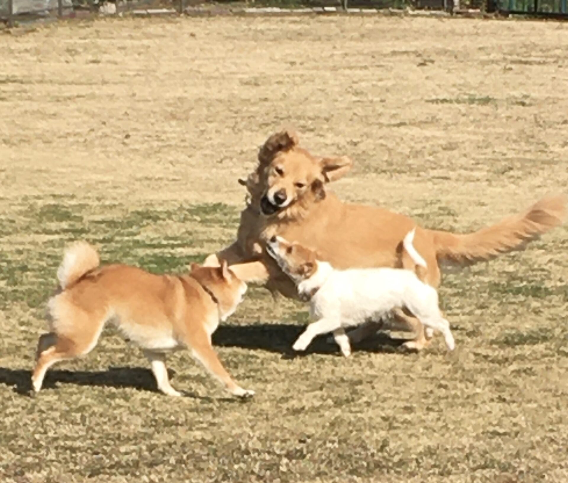 ファイル 8222-3.jpeg