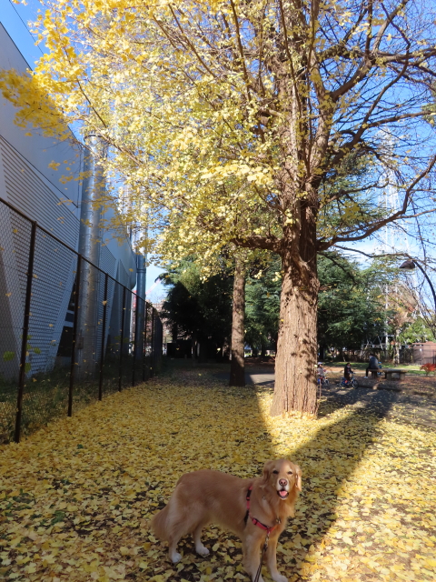 ファイル 8224-1.jpg