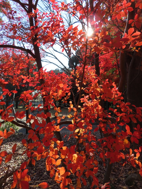 ファイル 8224-5.jpg