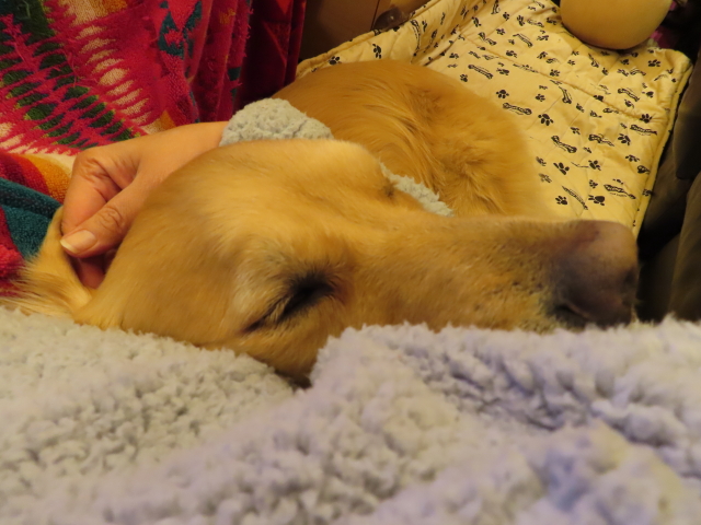 ファイル 8226-1.jpg