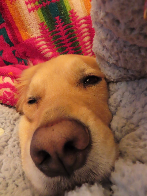 ファイル 8226-2.jpg