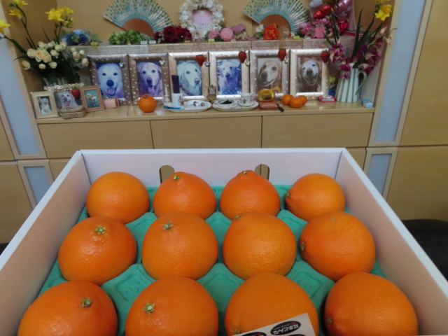 ファイル 8227-1.jpg