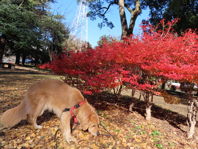 ファイル 8228-5.jpg