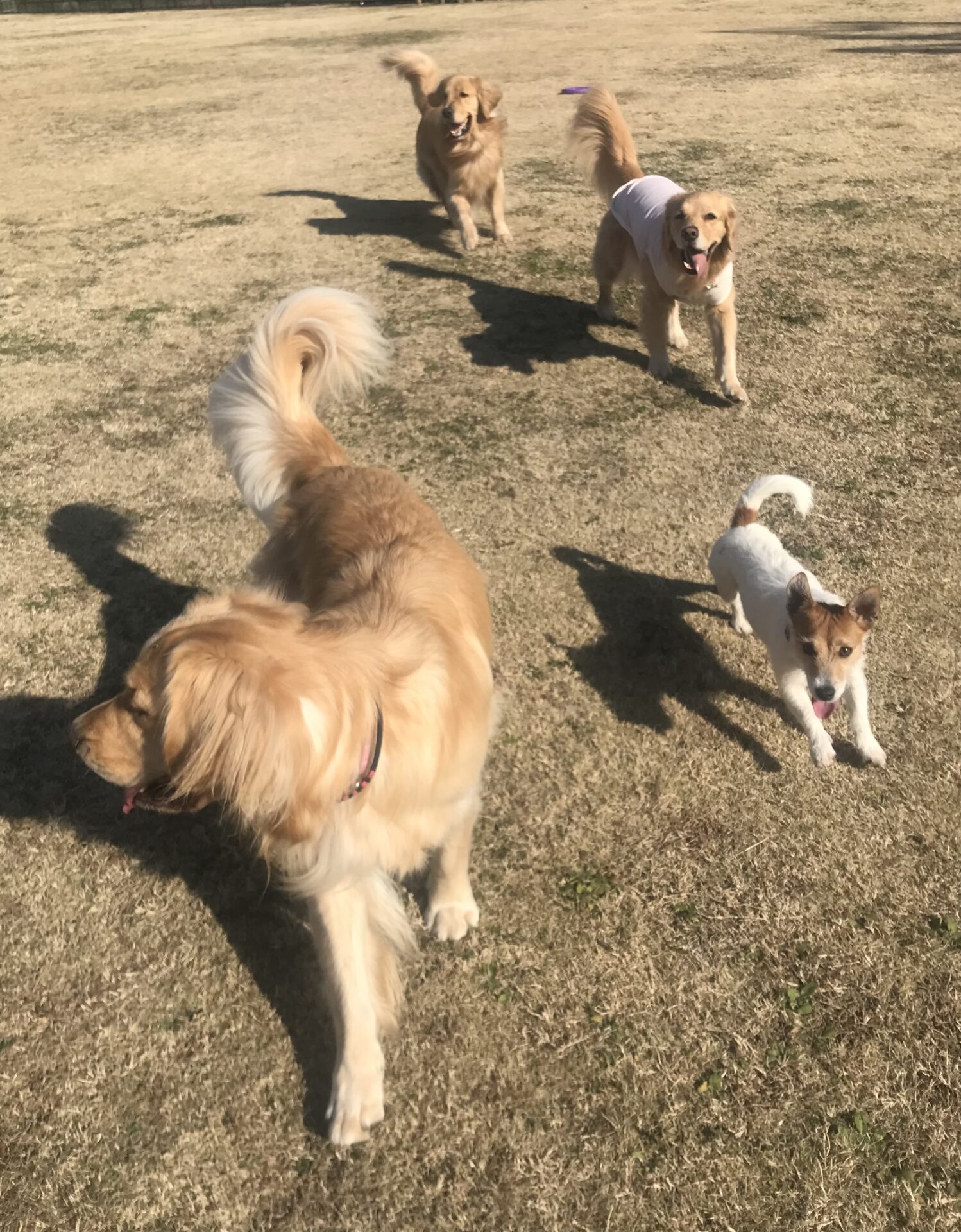 ファイル 8229-5.jpeg