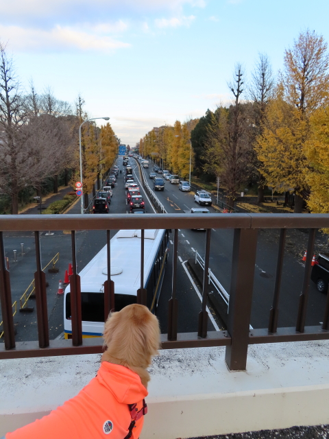 ファイル 8231-1.jpg