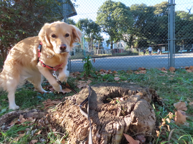 ファイル 8232-1.jpg