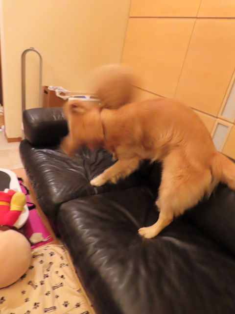 ファイル 8233-1.jpg