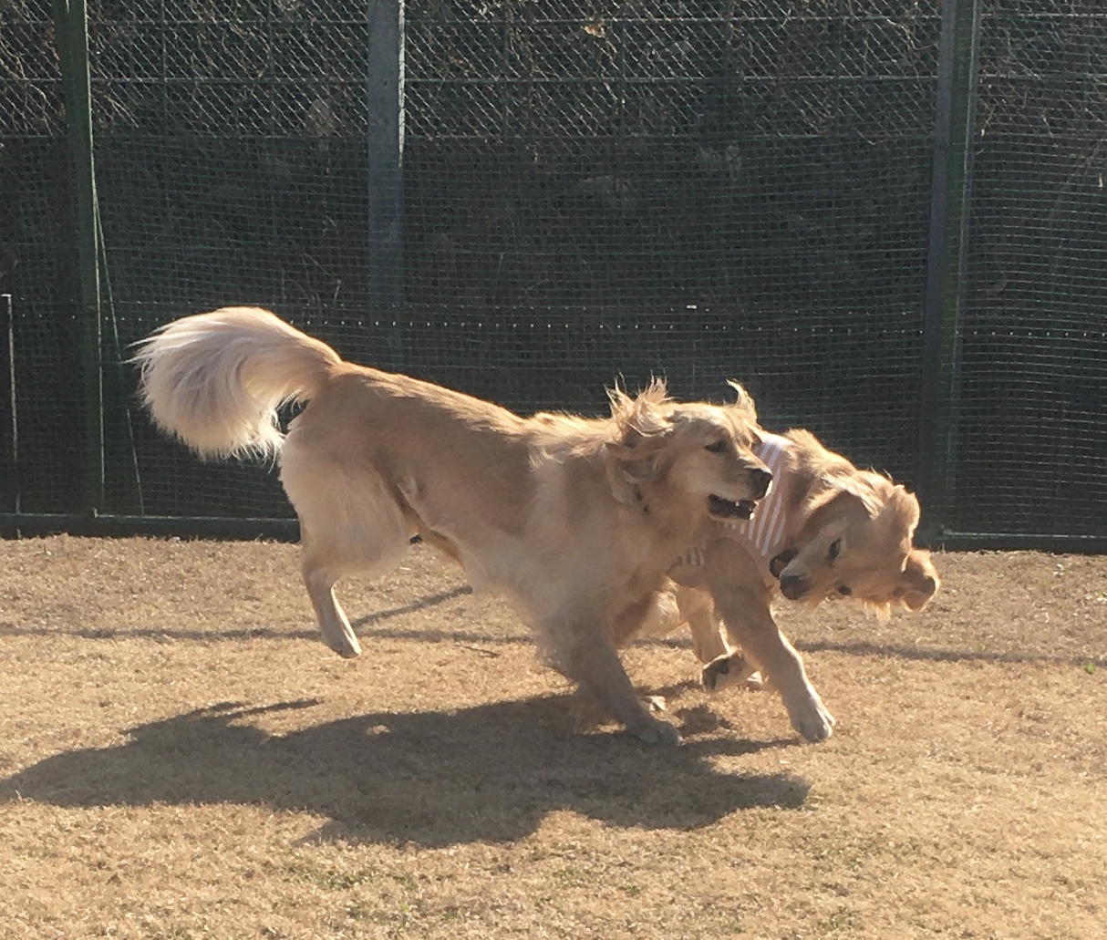 ファイル 8236-3.jpeg