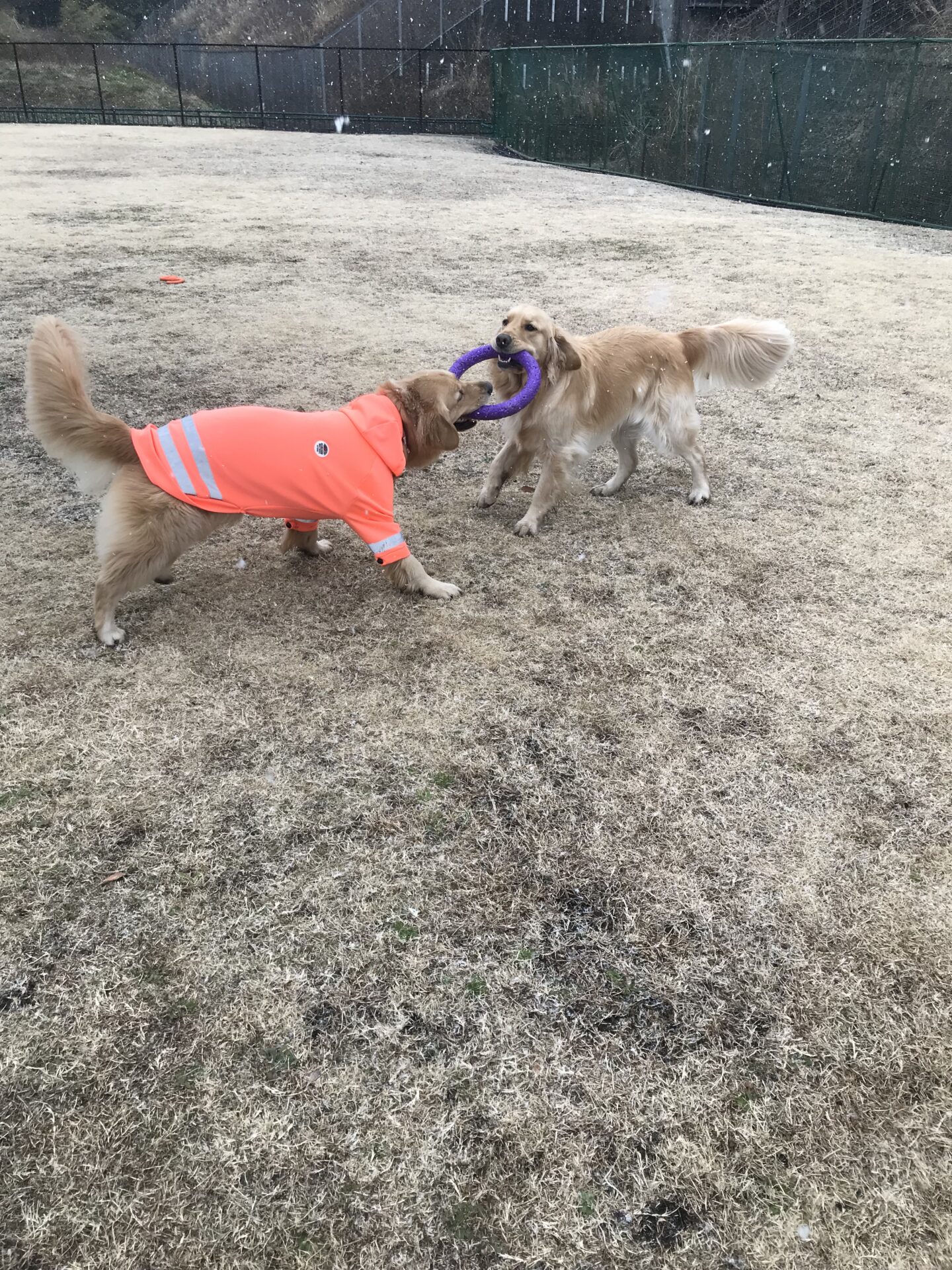 ファイル 8241-3.jpeg