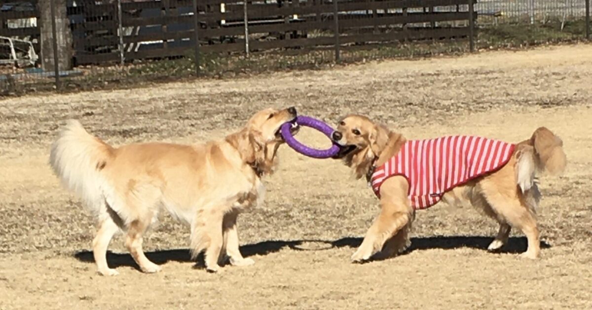 ファイル 8246-2.jpeg