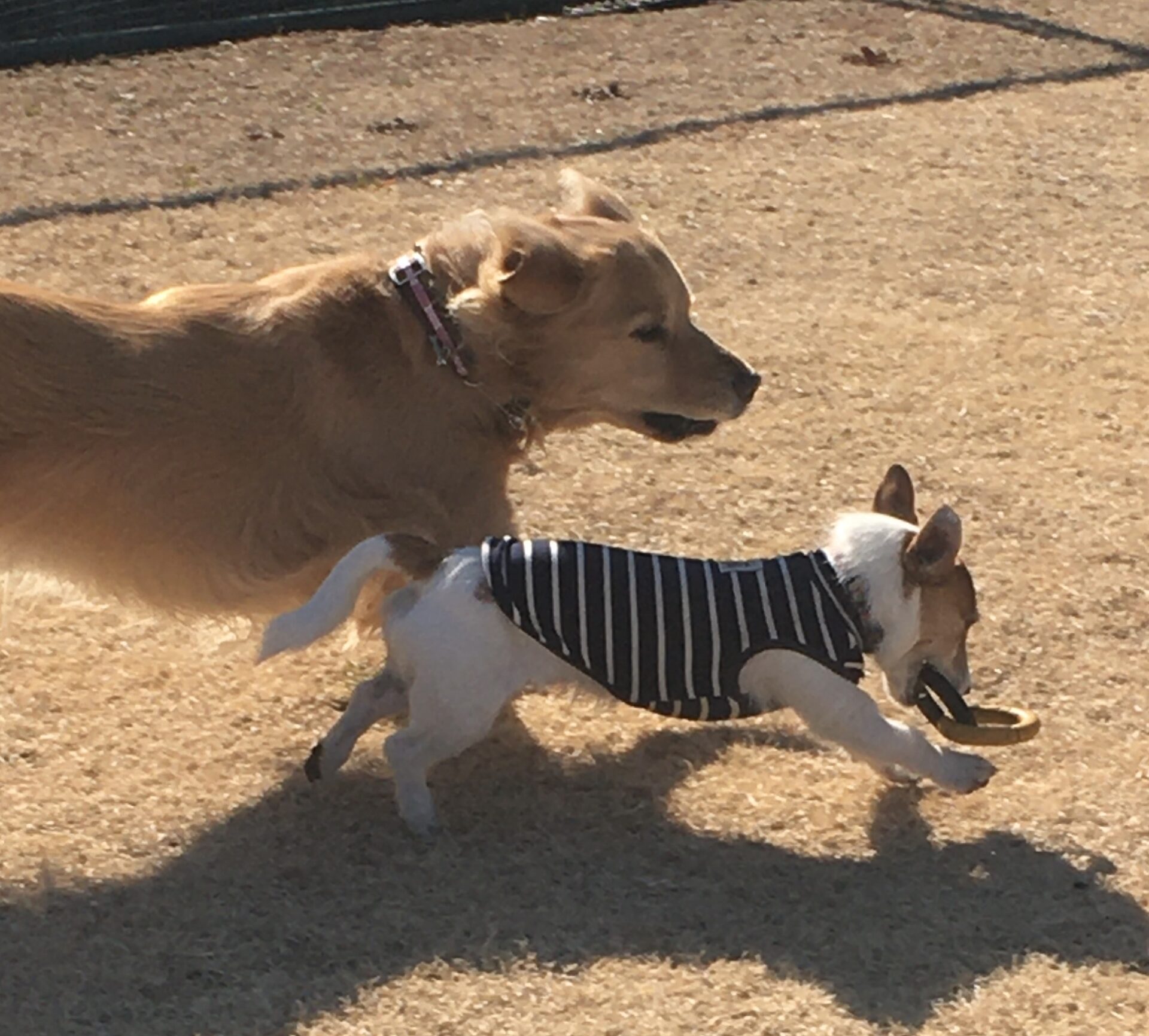 ファイル 8250-4.jpeg