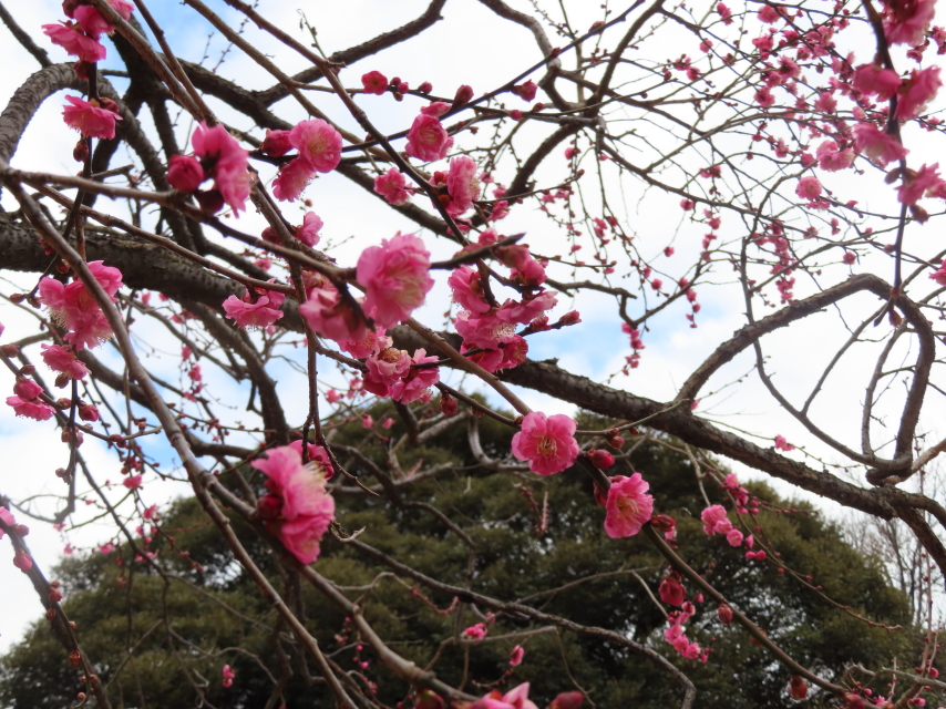 ファイル 8255-1.jpg