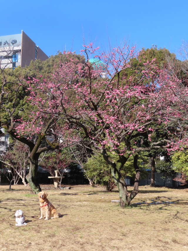 ファイル 8256-3.jpg