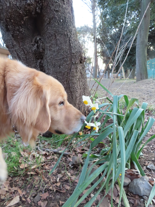 ファイル 8258-1.jpg