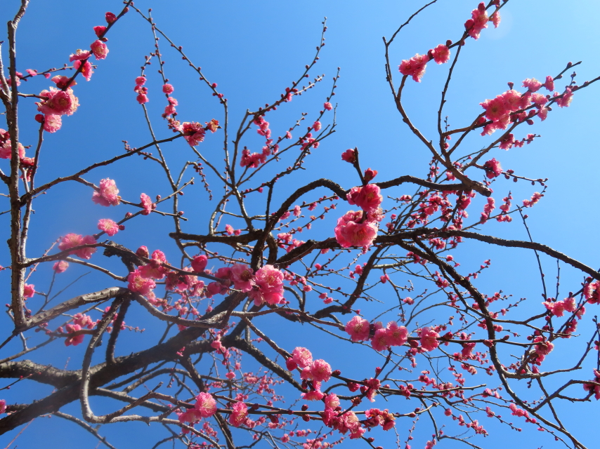 ファイル 8259-4.jpg