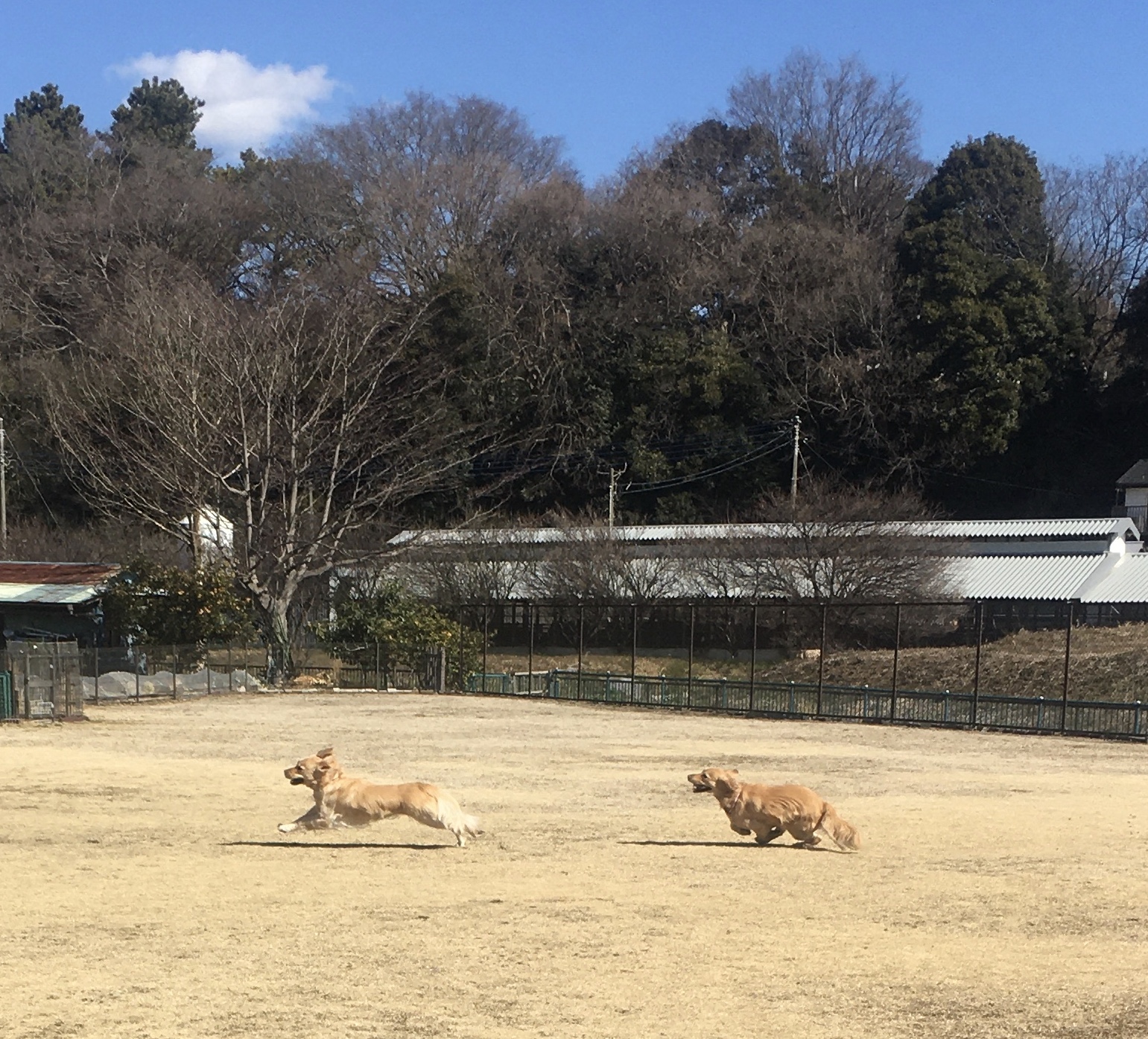 ファイル 8262-2.jpeg