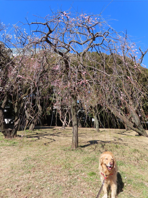 ファイル 8267-4.jpg