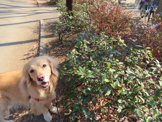 ファイル 8267-5.jpg