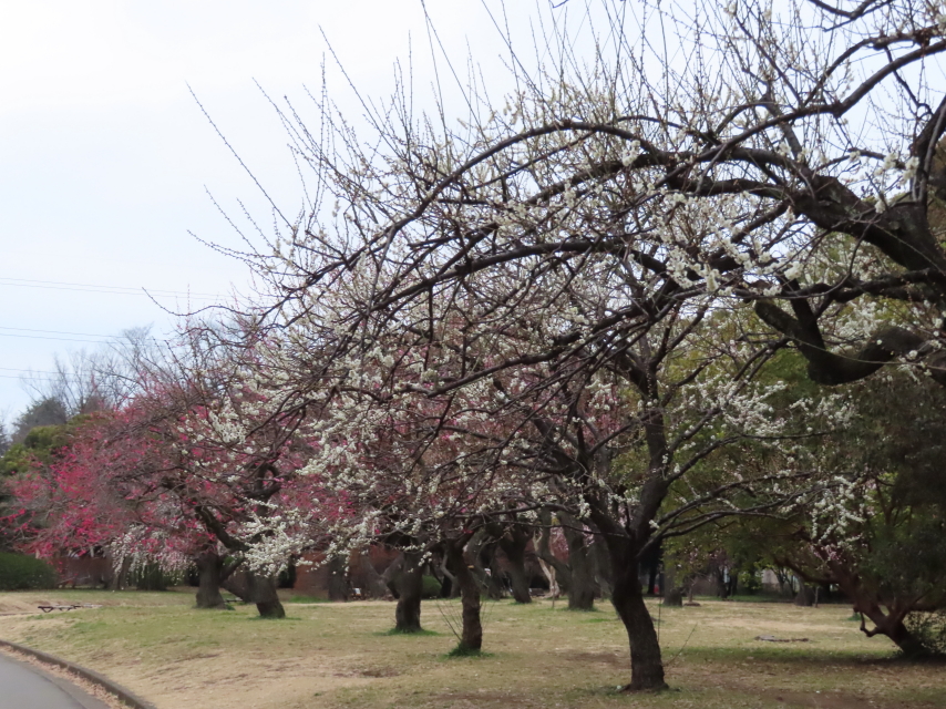 ファイル 8273-1.jpg