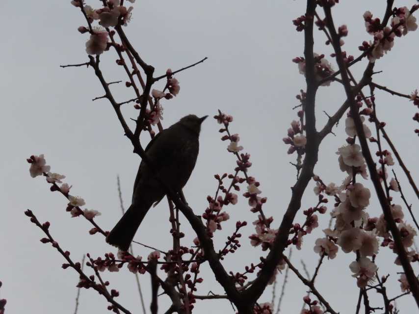 ファイル 8273-4.jpg