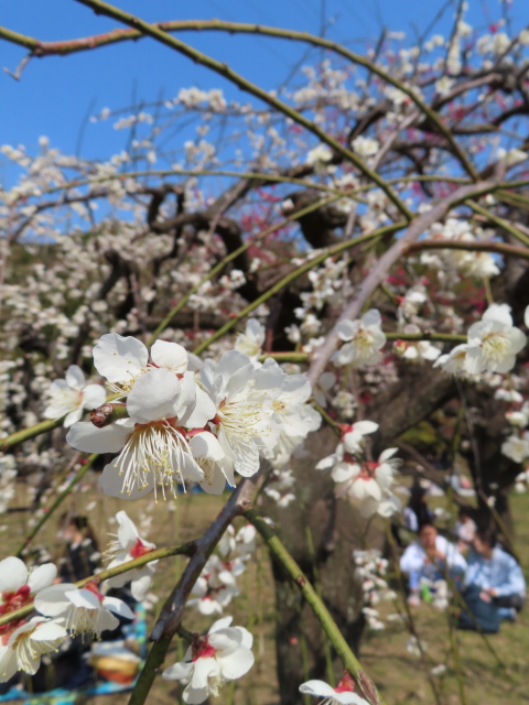 ファイル 8276-3.jpg