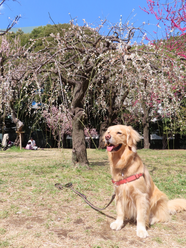 ファイル 8278-2.jpg