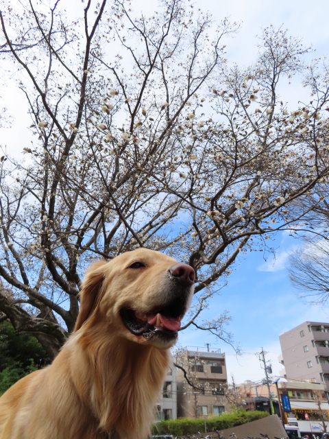 ファイル 8282-1.jpg