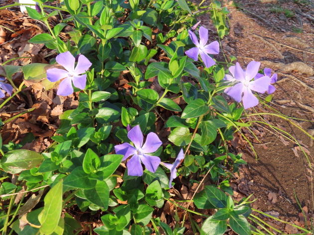 ファイル 8286-5.jpg