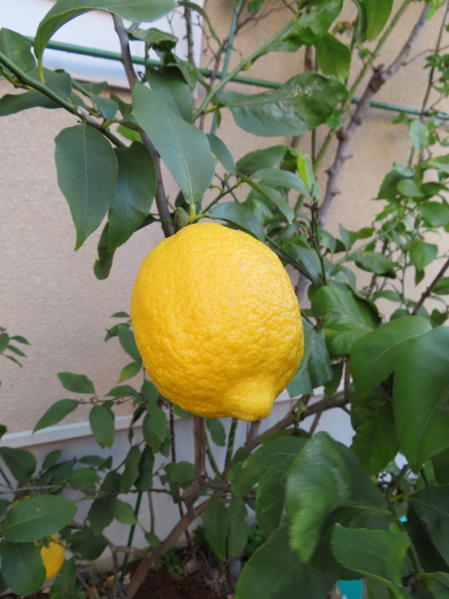 ファイル 8298-5.jpg