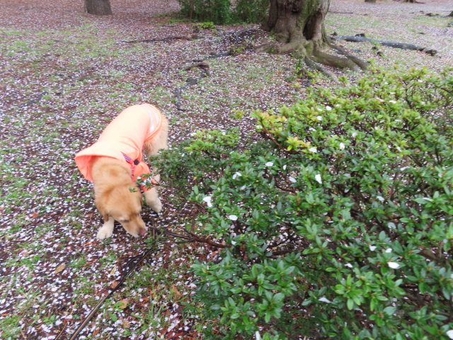 ファイル 8300-1.jpg