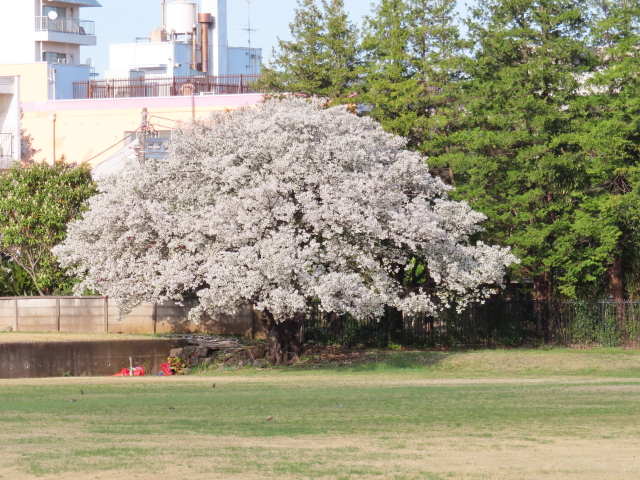 ファイル 8301-3.jpg