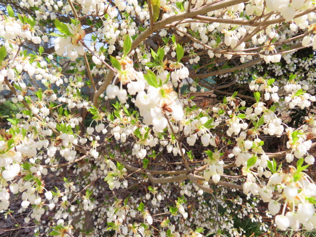 ファイル 8303-4.jpg