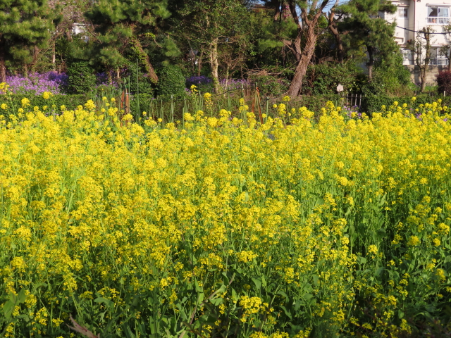 ファイル 8305-2.jpg