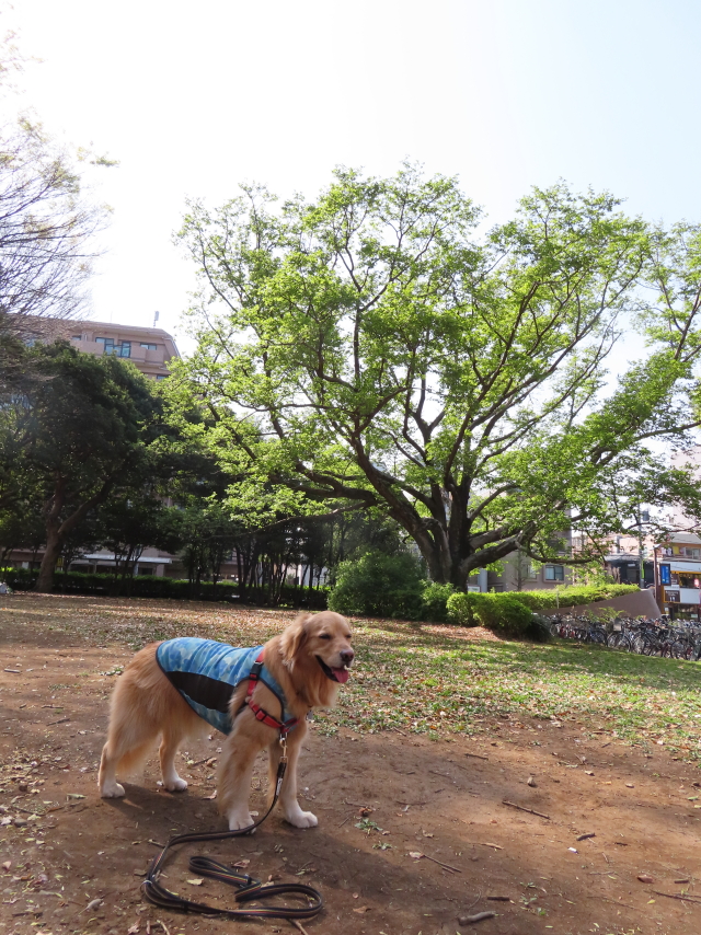 ファイル 8306-4.jpg