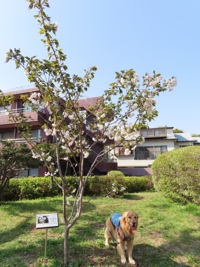 ファイル 8306-5.jpg