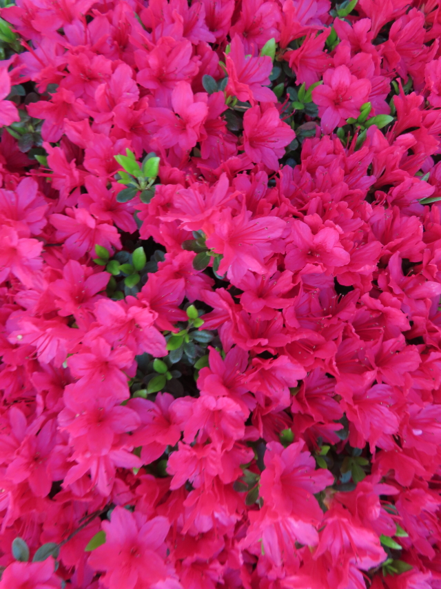 ファイル 8309-5.jpg