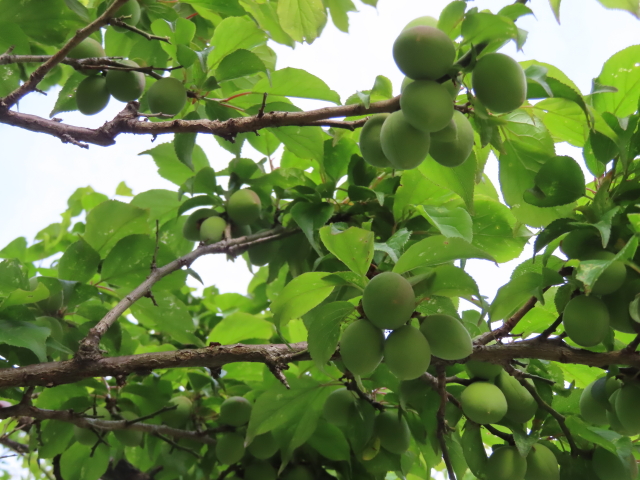 ファイル 8315-1.jpg