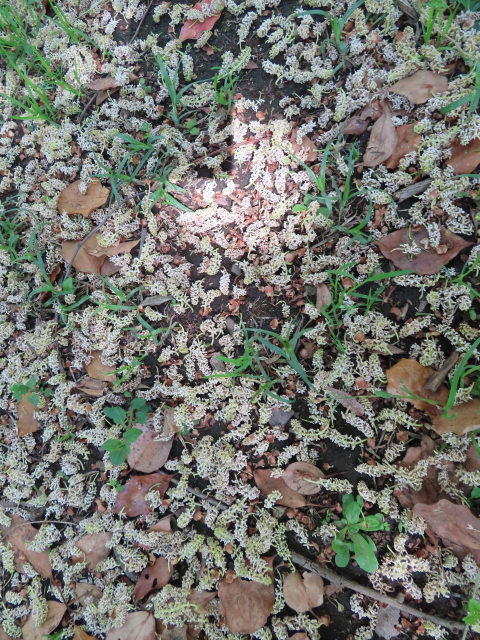 ファイル 8317-2.jpg