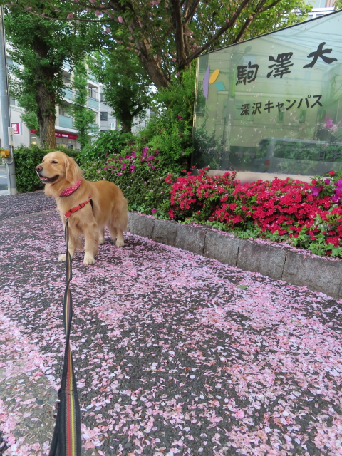 ファイル 8318-4.jpg