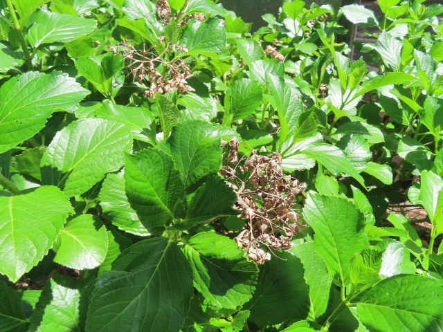 ファイル 8320-3.jpg